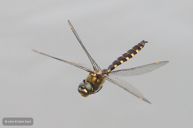 J17_4591 Procordulia grayi male.JPG